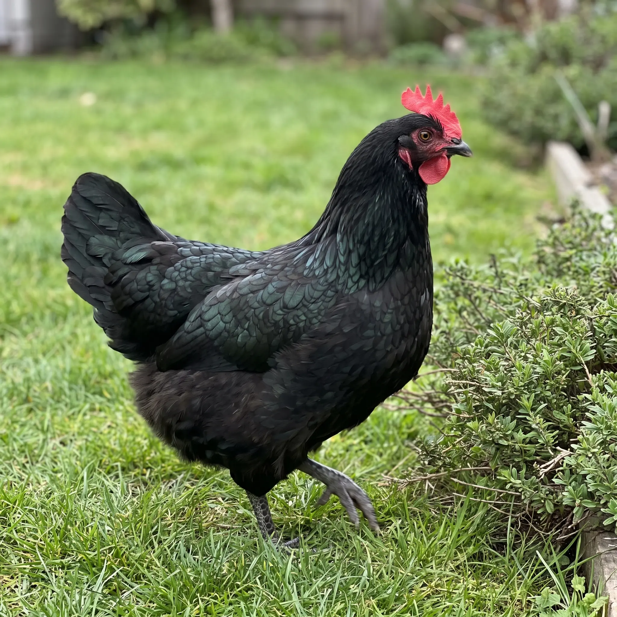 Australorp