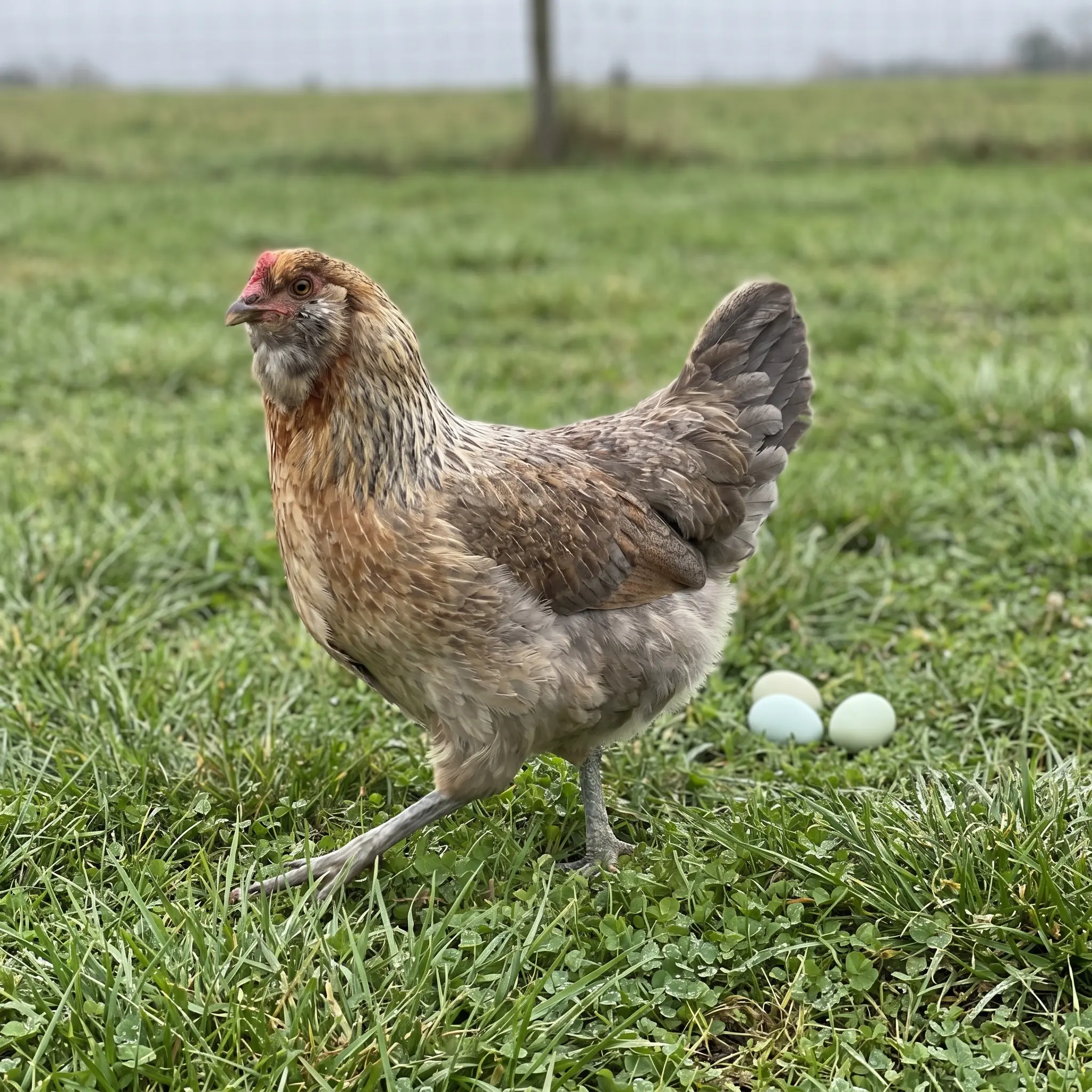 Easter Egger hen