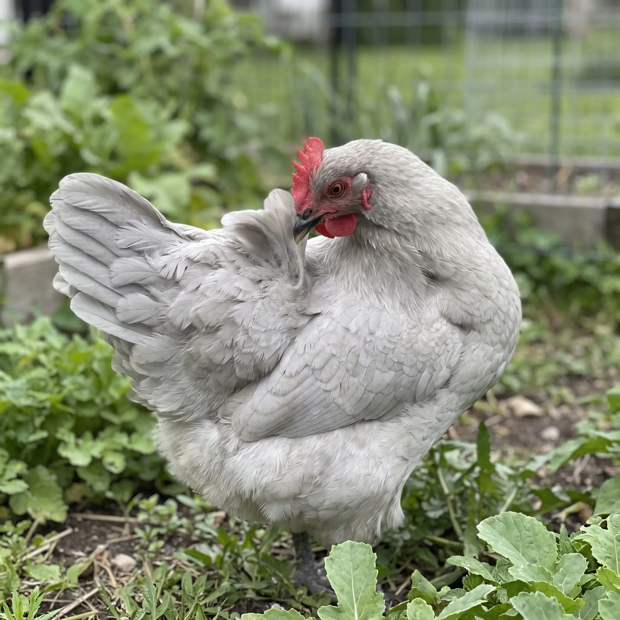 Lavender Orpington hen